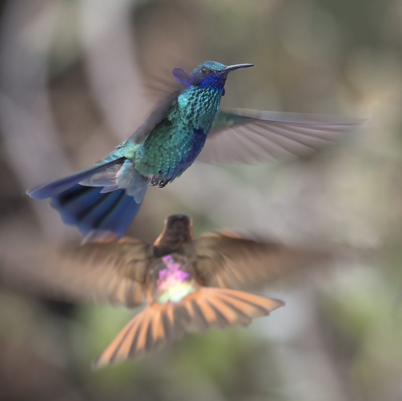 Sparkling_Violetear_18_Ecuador_005