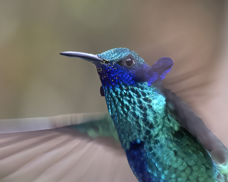 Sparkling_Violetear_18_Ecuador_005a