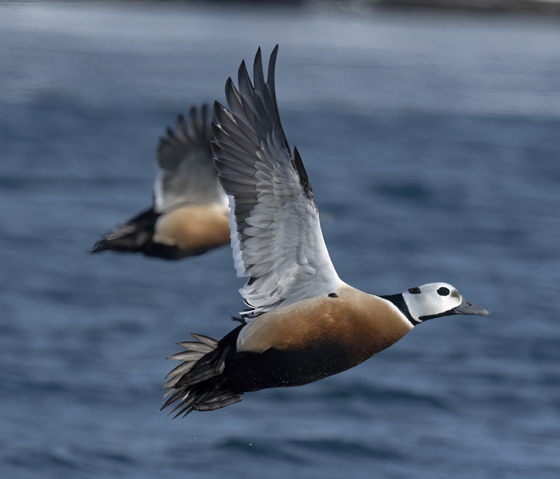 Stellers_Eider_23_Norway_018