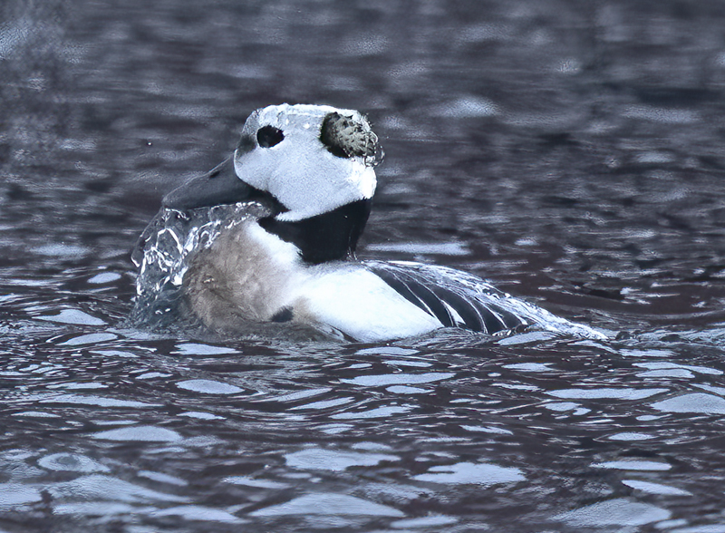 Stellers_Eider_23_Norway_119