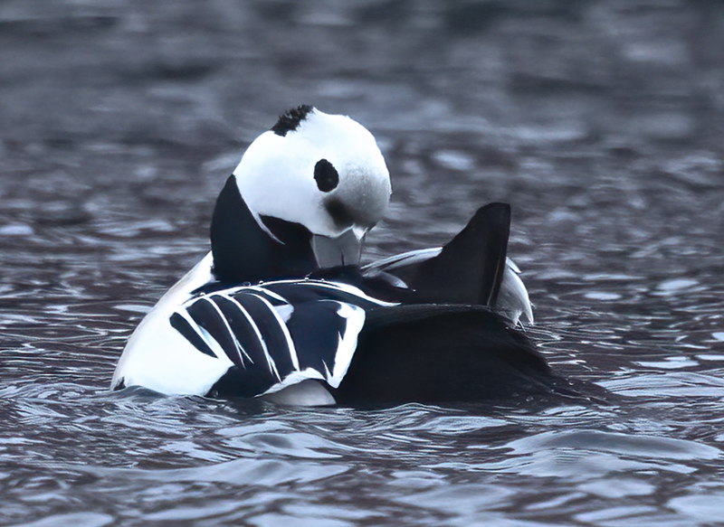 Stellers_Eider_23_Norway_133