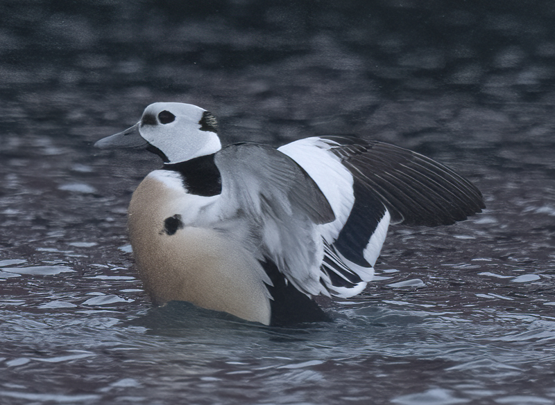 Stellers_Eider_23_Norway_138