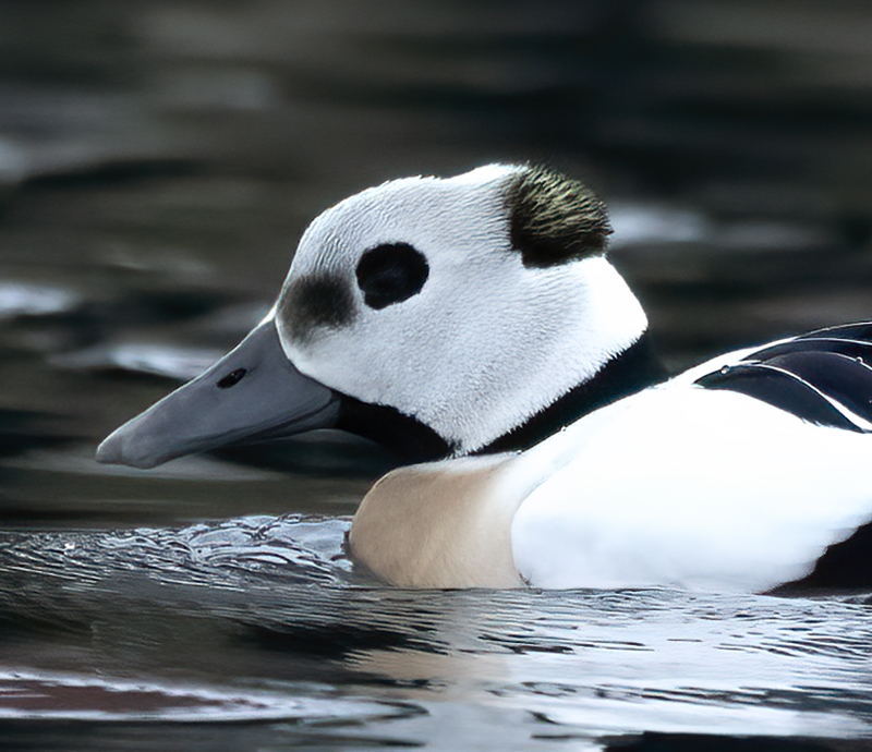Stellers_Eider_23_Norway_183aaa