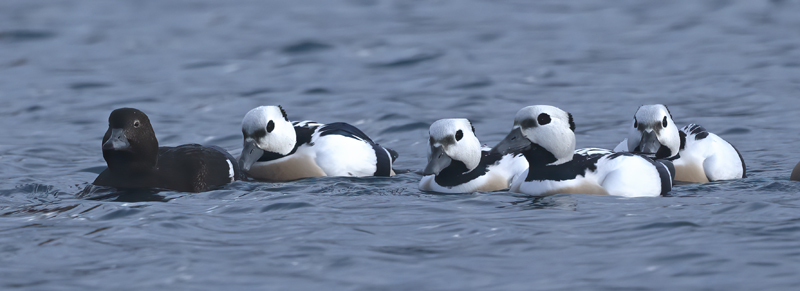 Stellers_Eider_23_Norway_199