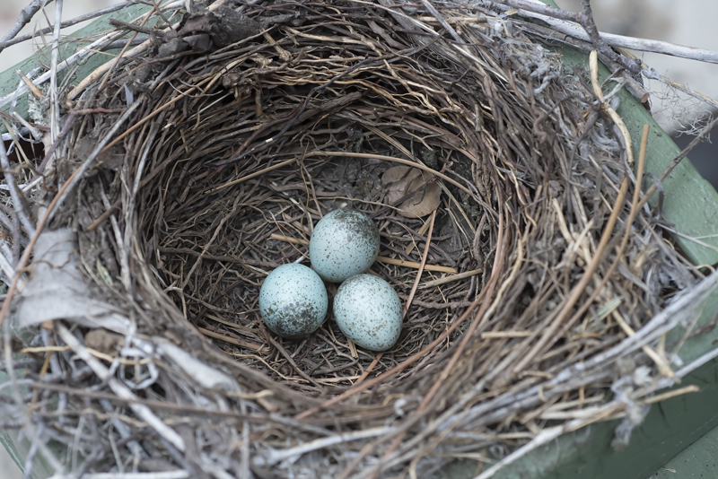 Stellers_Jay_18_CA_002