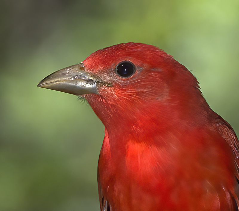 Summer_Tanager_15_AZ_054