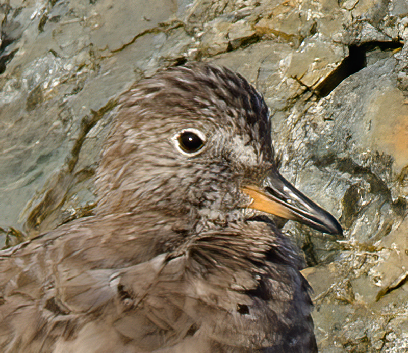 Surfbird_14_CA_013