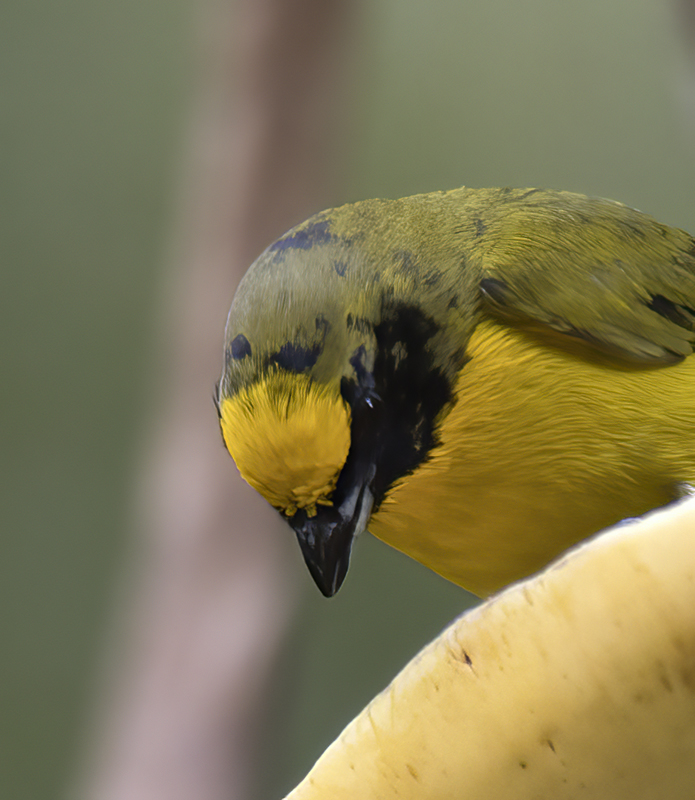Thick_billed_Euphonia_17_Peru_083