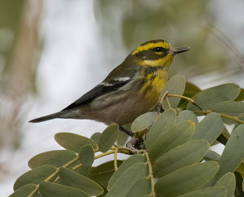 Townsends_Warbler_22_CA_074