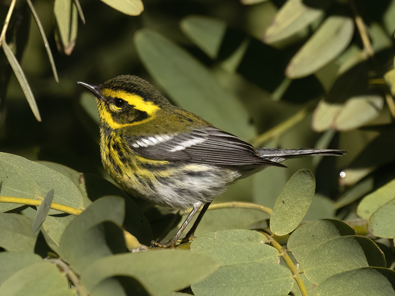 Townsends_Warbler_22_CA_211