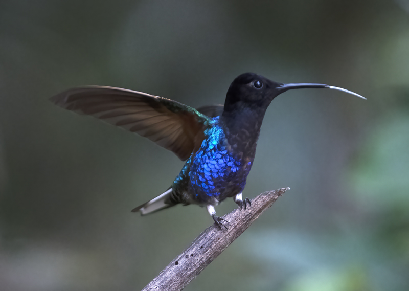 Velvet-purple_Coronet_18_Ecuador_011