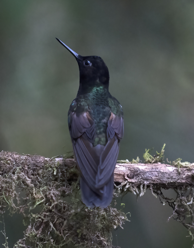 Velvet-purple_Coronet_18_Ecuador_014