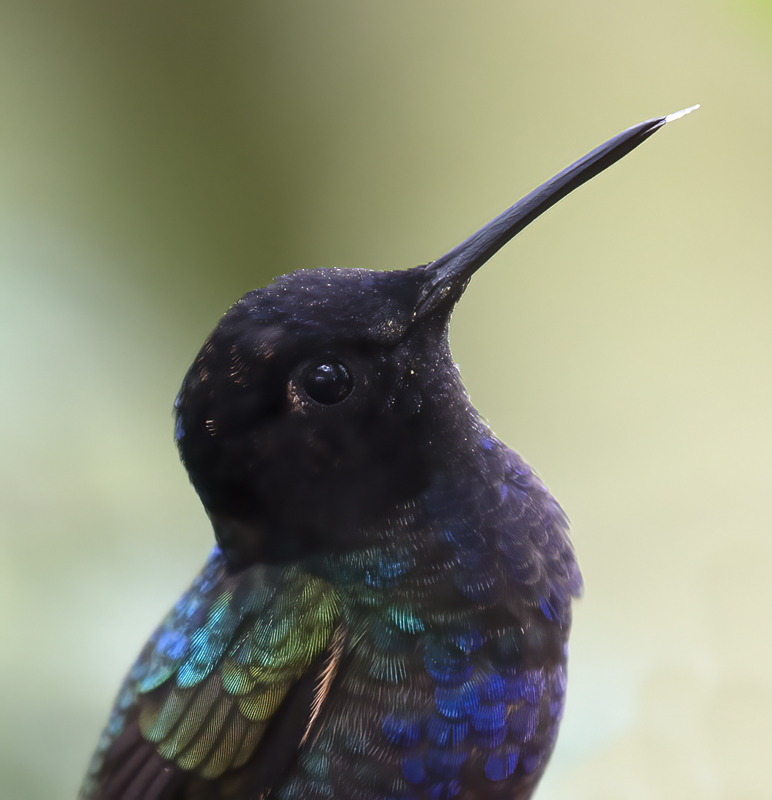 Velvet-purple_Coronet_18_Ecuador_021