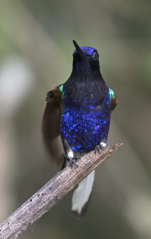 Velvet-purple_Coronet_18_Ecuador_082