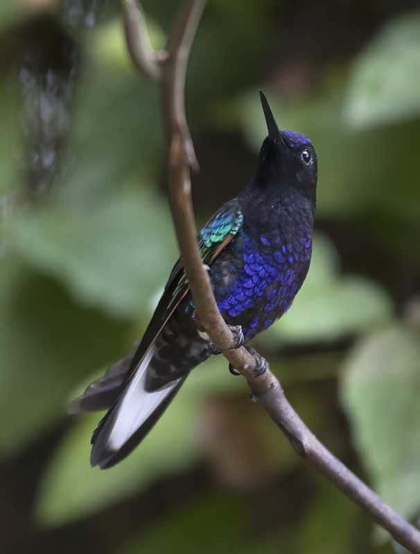 Velvet-purple_Coronet_18_Ecuador_093