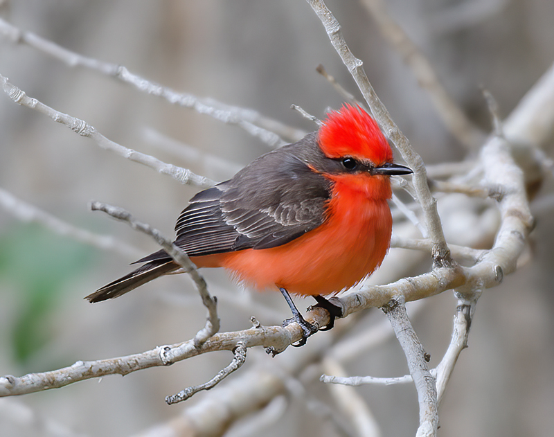 Vermilion_Flycatcher_13_CA_066