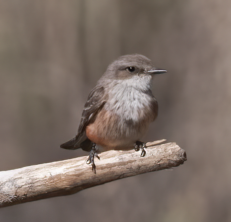 Vermilion_Flycatcher_13_CA_083