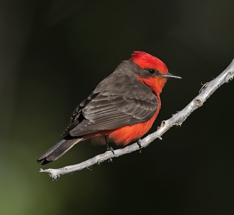 Vermilion_Flycatcher_16_CA_020