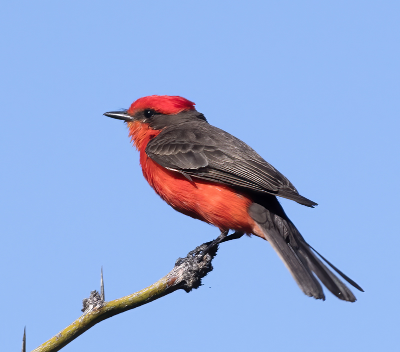 Vermilion_Flycatcher_16_CA_071
