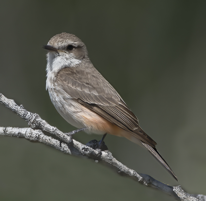 Vermilion_Flycatcher_16_CA_075