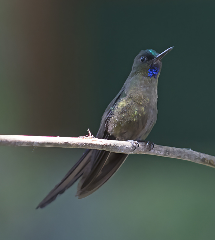 Violet-tailed_Sylph_18_Ecuador_144
