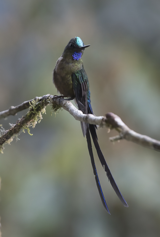 Violet-tailed_Sylph_18_Ecuador_170