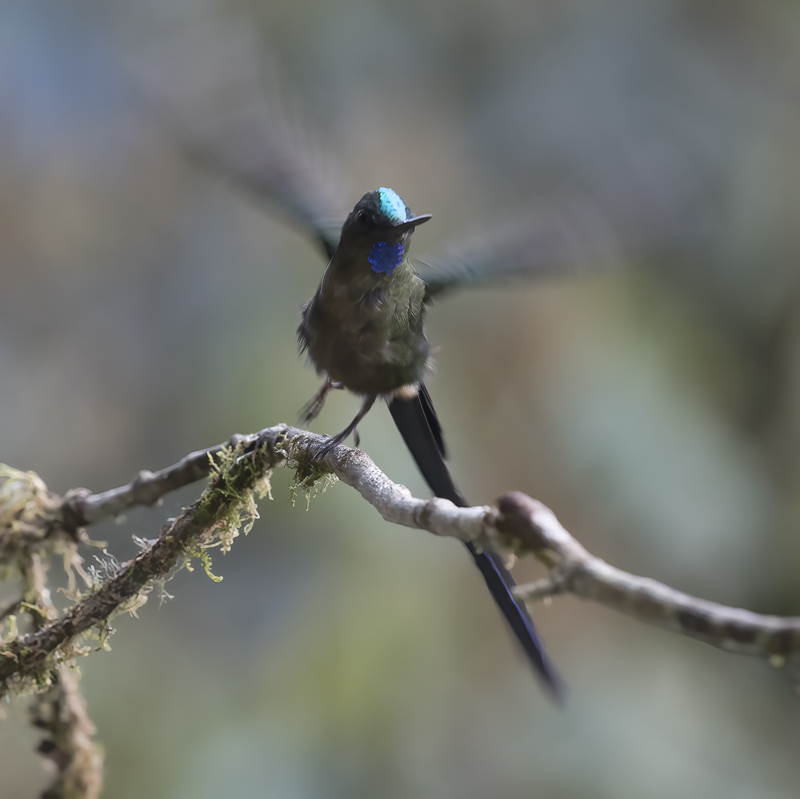 Violet-tailed_Sylph_18_Ecuador_171