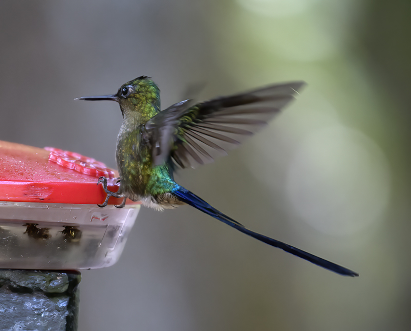 Violet-tailed_Sylph_18_Ecuador_185