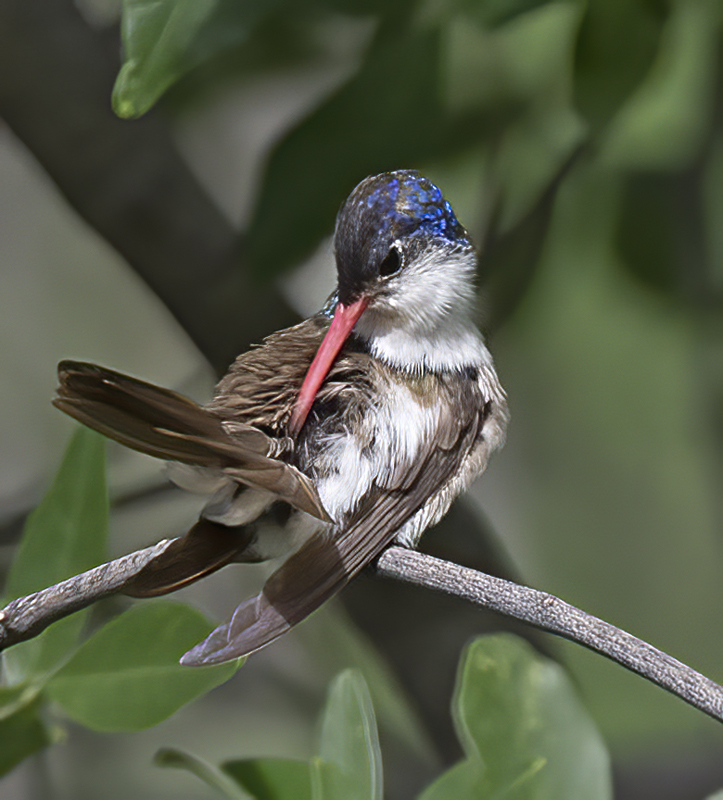 Violet_crowned_Hummingbird_15_AZ_012
