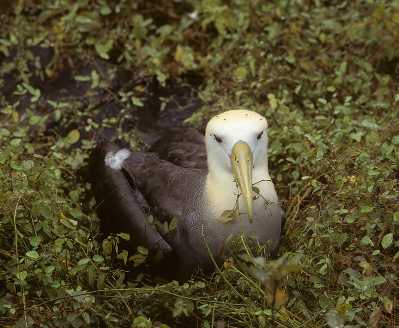 Waved_Albatross_97_Galapagos_002
