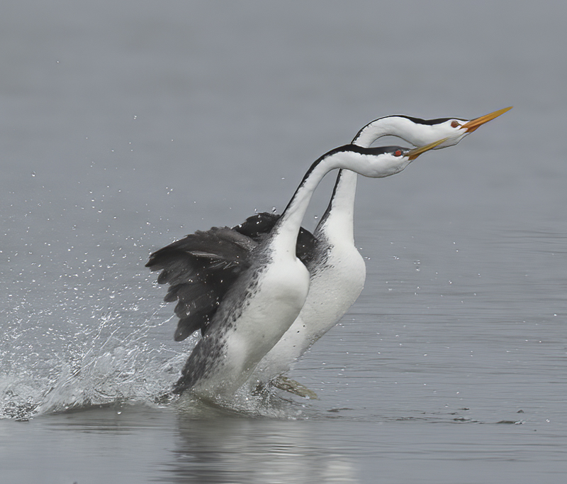 Western-Clarks_Grebe_21_CA_100