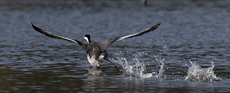 Western-Grebe_21_CA_131