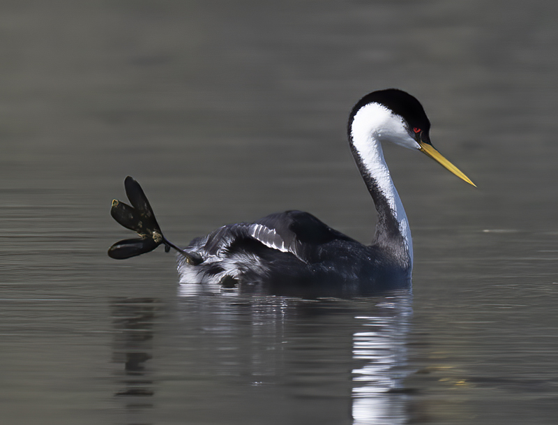 Western-Grebe_21_CA_173