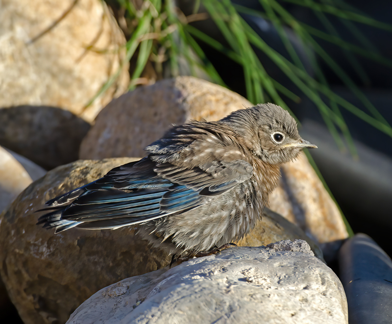 Western_Bluebird_14_CA_166