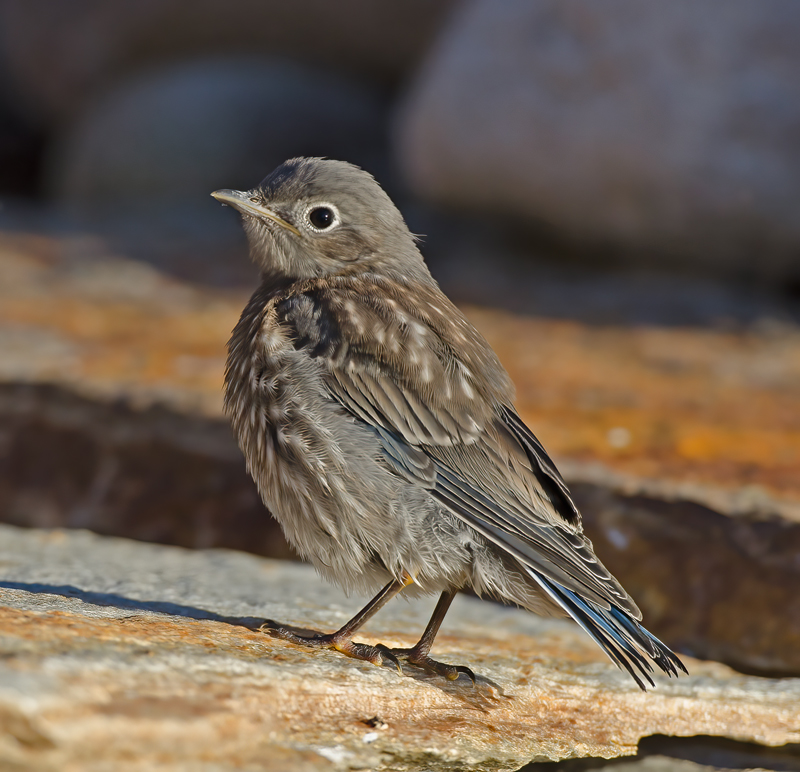 Western_Bluebird_14_CA_168