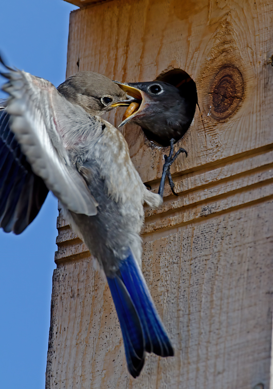 Western_Bluebird_14_CA_266