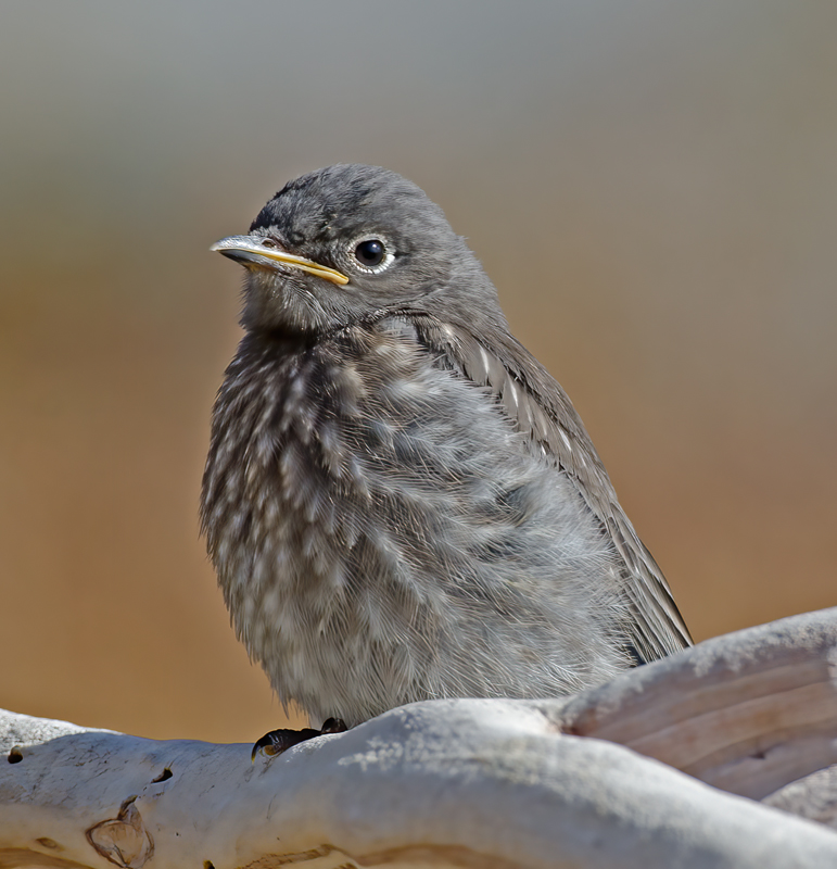 Western_Bluebird_14_CA_272