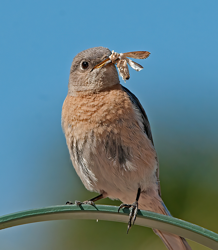 Western_Bluebird_14_CA_279