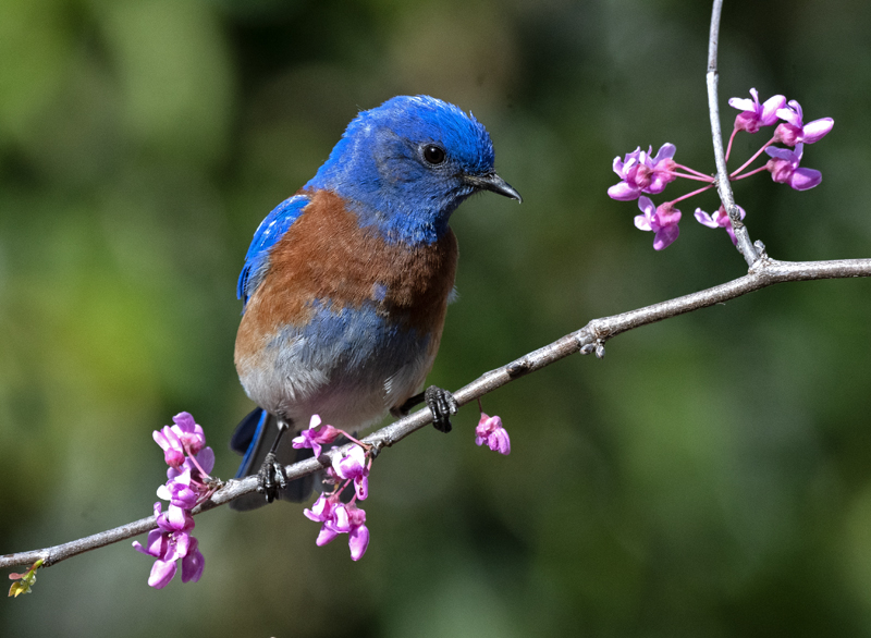 Western_Bluebird_21_CA_041