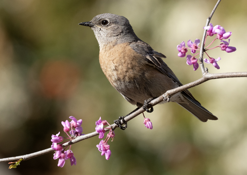 Western_Bluebird_21_CA_049