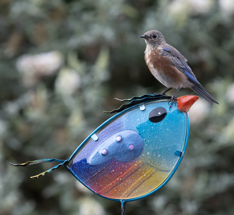 Western_Bluebird_21_CA_095