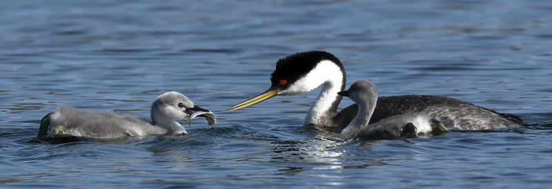 Western_Grebe_21_CA_822