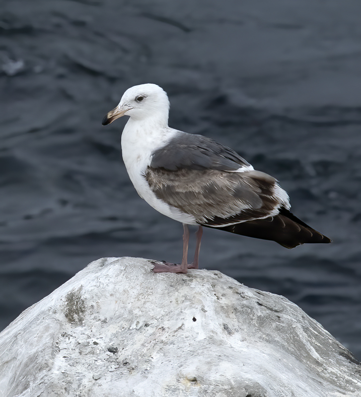 Western_Gull_21_CA_021