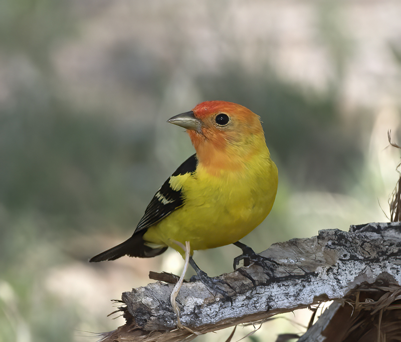 Western_Tanager_16_CA_027