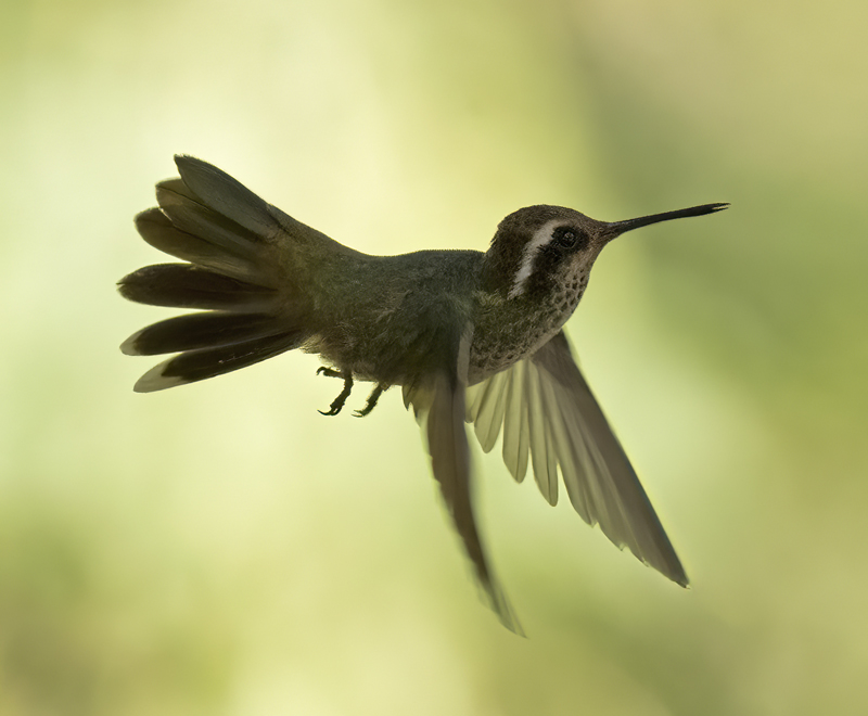White-eared_Hummingbird_22_AZ_015