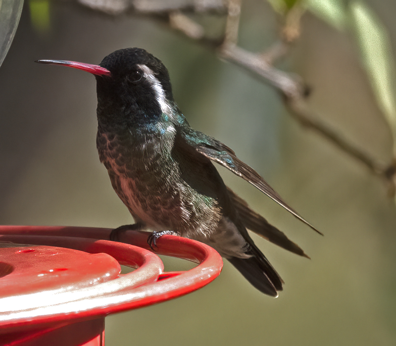 White-eared_Hummingbird_22_AZ_070