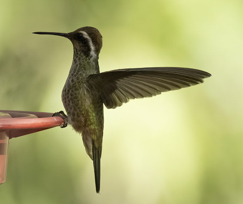 White-eared_Hummingbird_22_AZ_072