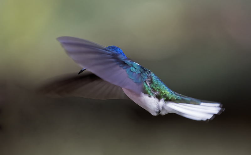 White-necked_Jacobin_18_Ecuador_037