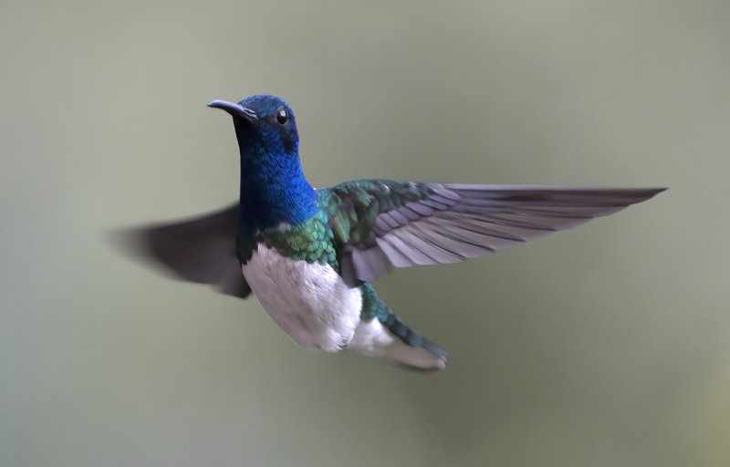 White-necked_Jacobin_18_Ecuador_042