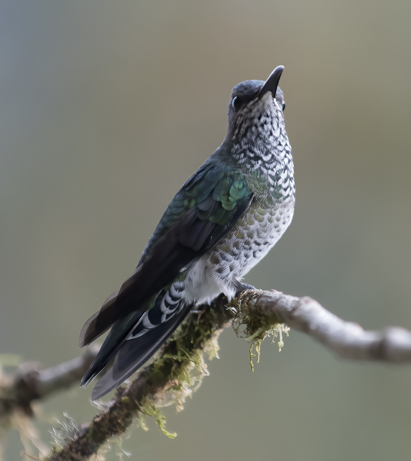 White-necked_Jacobin_18_Ecuador_045
